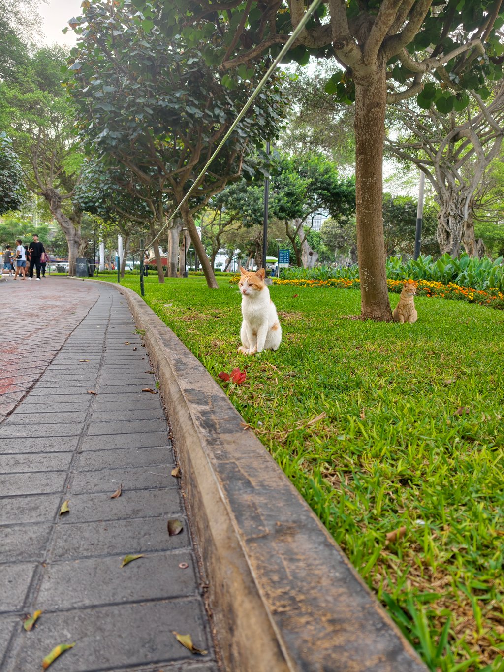 Foto tomada con Vivo X300 Pro