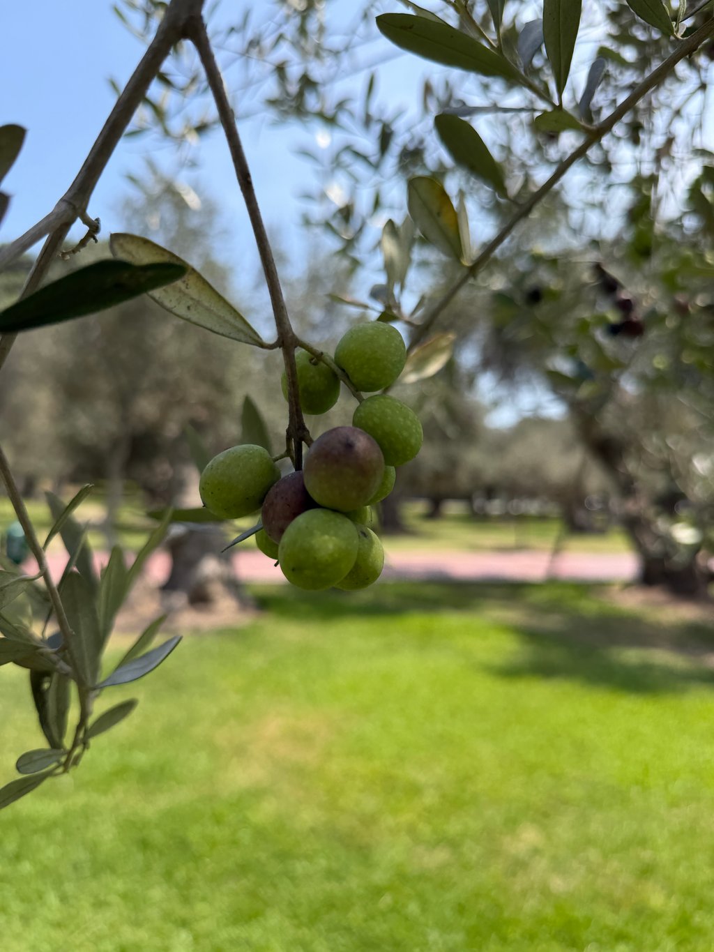 Foto tomada con Apple iPhone 17 Pro Max