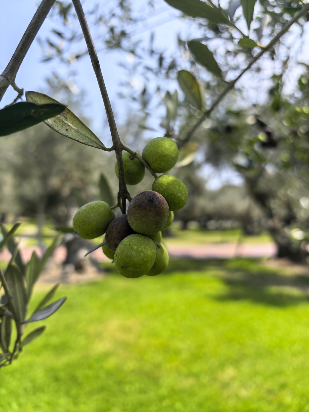 Foto tomada con Huawei Mate 80 Pro
