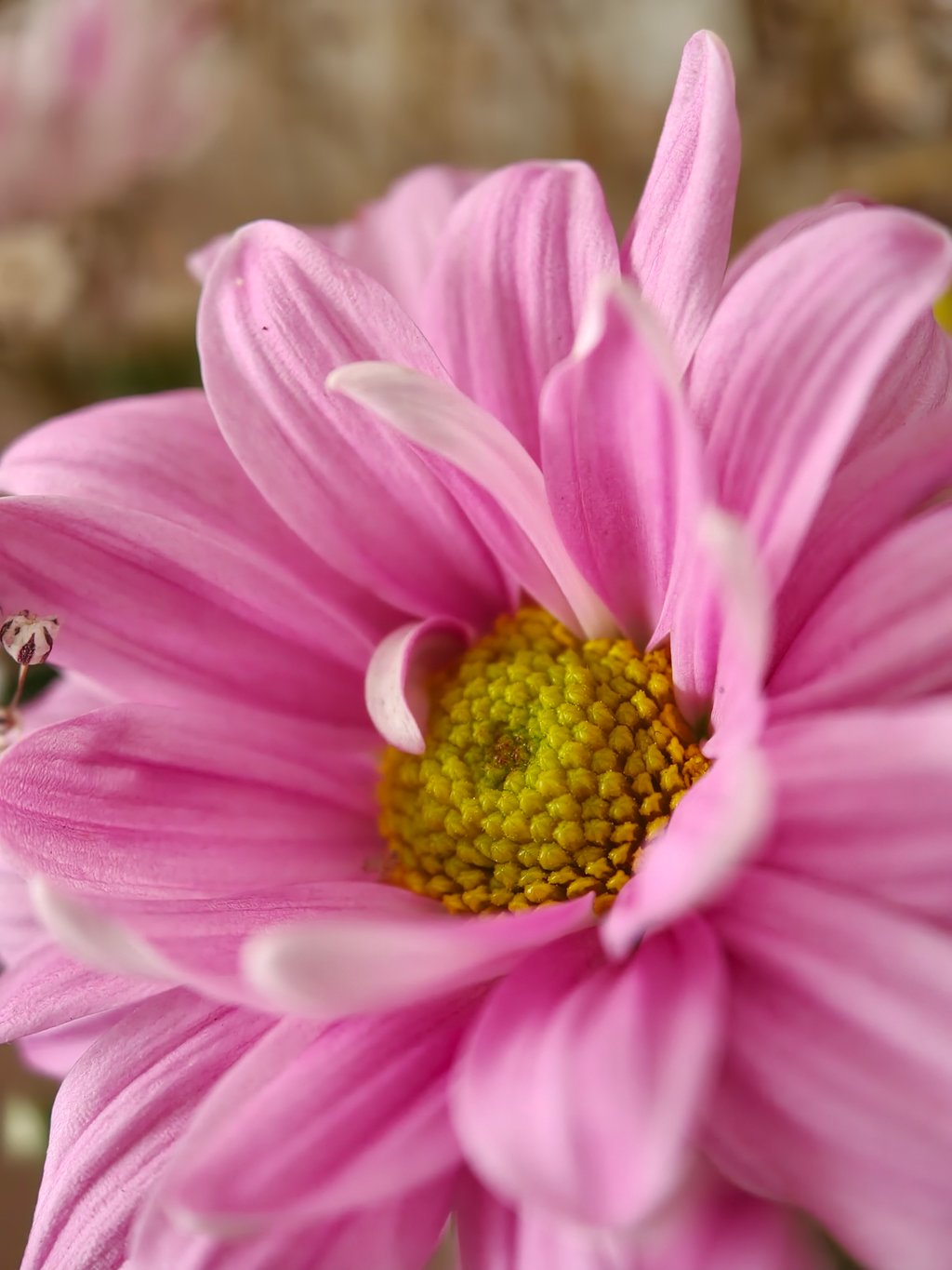Foto tomada con Oppo Find X9 Pro